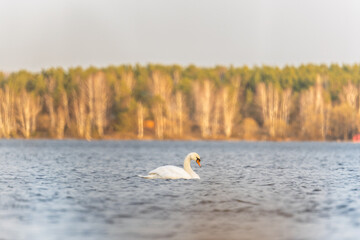 Graceful white Swan swimming in the lake, swans in the wild. Portrait of a white swan swimming on a lake.