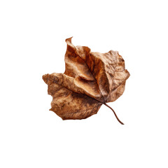 Single Dried Brown Leaf Isolated on Black Background