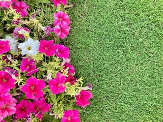 A garden of pink and purple flora blooms with beauty in the summer season