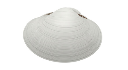 Isolated mollusk, a natural seashell from the ocean, perfect for summer and beach themes