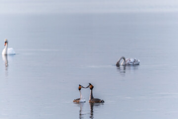Mating games of two water birds Great Crested Grebes. Two waterfowl birds Great Crested Grebes swim in the lake with heart shaped silhouette