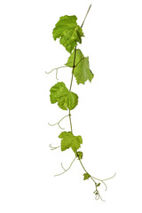 vine leaves