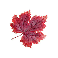 Vibrant Red Autumn Grape Leaf Isolated on Black Background