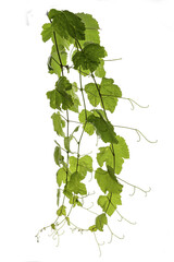 vine leaves