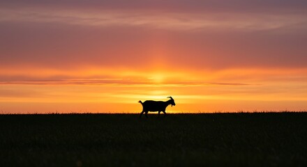 Silhouette of a goat walking across a grassy field at sunset