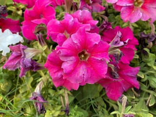 Pink flowers blooming in a vibrant garden during spring, Pink flowers blooming in a vibrant garden during spring