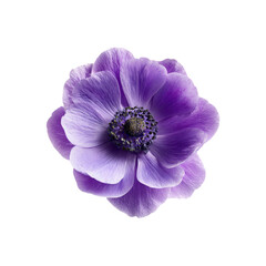 Obraz premium Vibrant Purple Anemone Flower on Black Background