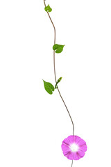 violet flower