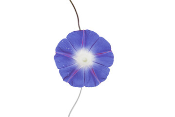 violet flower
