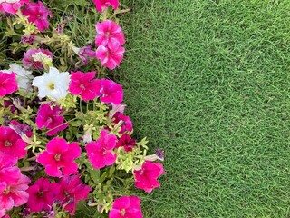 A beautiful pink petunia flower bed in a spring garden, A beautiful pink petunia flower bed in a spring garden
