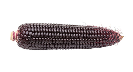 Isolated cob of purple corn, a colorful and nutrient-rich ingredient for culinary purposes
