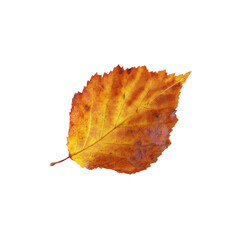 Single Autumn Leaf Isolated on Black Background