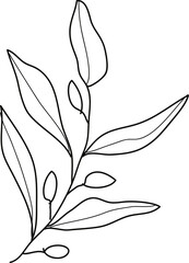 Elegant botanical line art illustration of a plant branch with elongated leaves and small buds