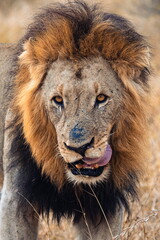 portrait of a male lion