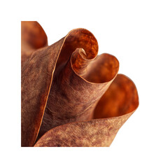 Abstract Swirling Dried Rose Petals - Autumnal Texture and Color