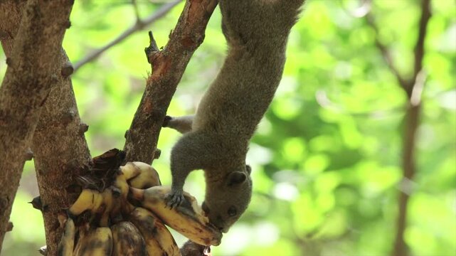 The Chipmunk on the tree