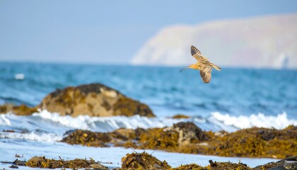 Coastal bird in flight over waves