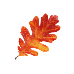 Vibrant Autumn Oak Leaf, Isolated on Black Background