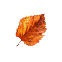 Single Dried Autumn Leaf Isolated on Black Background