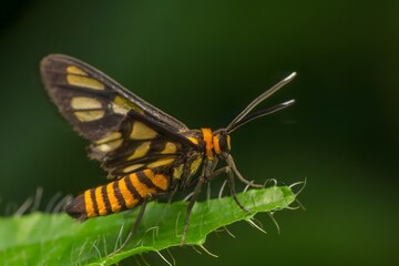 Amata huebneri, commonly known as Hübner's Wasp Moth, is a species of moth in the family Erebidae.