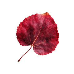 Vibrant Crimson Autumn Leaf on Black Background