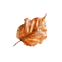 Single Dried Brown Leaf Isolated on Black Background