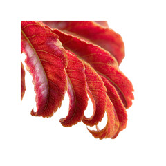 Vibrant Red Autumn Leaves Close-up, Detailed Leaf Texture, Fall Foliage