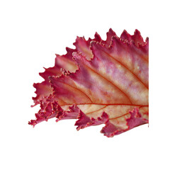 Close-up of a Delicate Pink and Orange Leaf with Intricate Veins and Textured Edges