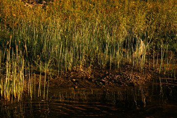 A serene lake scene captures vibrant grass and soft water reflections glistening in warm golden light