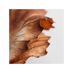 Abstract Close-up of a Dried Brown Leaf with Textured Veins