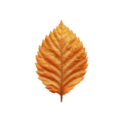 Single Dried Autumn Leaf on Black Background - Botanical Study