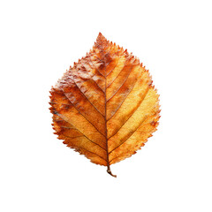 Single Dried Autumn Leaf on Black Background - Detailed Macro Photography