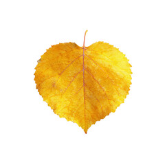 Single Golden Autumn Leaf on Black Background