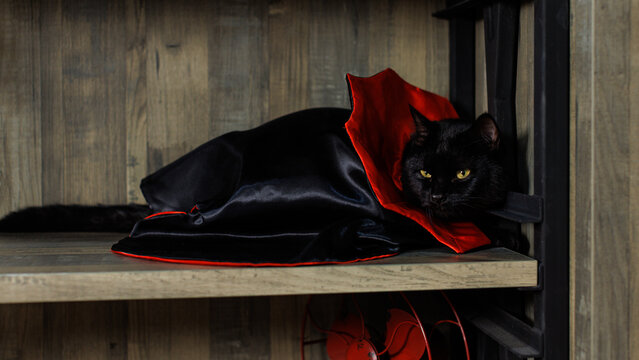 Portrait of cute black cat with yellow eyes in vampire costume for Halloween, lying on shelf wood dark background. Pet in wizard happy funny moments friendly ghost carnival holiday celebration concept - Powered by Adobe