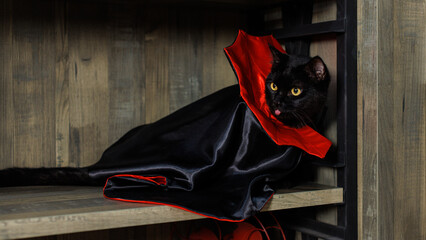 Portrait of cute black cat with yellow eyes in vampire costume for Halloween, lying on shelf wood...