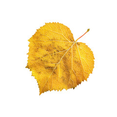 Single Golden Autumn Leaf Isolated on Black Background