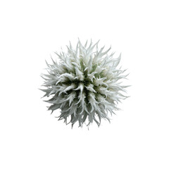Abstract White Echinops Flower on Black Background Botanical Close-up