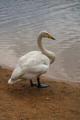 the white swan is large near the water,
