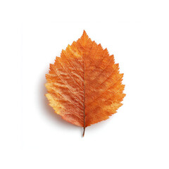 Single Autumn Leaf Isolated on White Background Vibrant Orange and Brown Hues