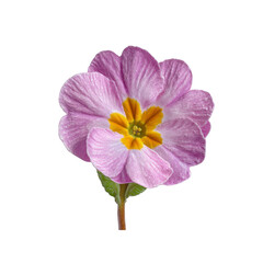 Delicate Pink Primrose Flower on Black Background