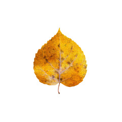 Single Dried Golden Autumn Leaf Isolated on Black Background