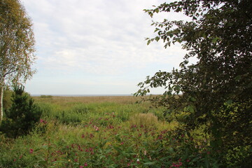 Obraz premium summer landscape, tree, bushes, sky