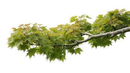 Fototapeta premium Tree Branches with Bright Green Leaves, Light Gray-Brown Trunk, High-Resolution Foliage, Detailed Leaf Textures, Isolated on White