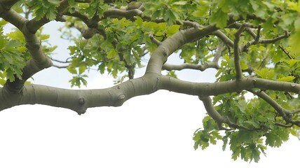 Fototapeta premium Tree Branches with Bright Green Leaves, Light Gray-Brown Trunk, High-Resolution Foliage, Detailed Leaf Textures, Isolated on White