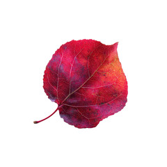 Vibrant Crimson Autumn Leaf Isolated on Black Background