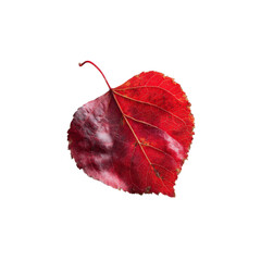 Single Vibrant Red Autumn Leaf Isolated on Black Background