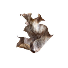 Abstract Dried Leaf on Black Background Nature's Ephemeral Elegance