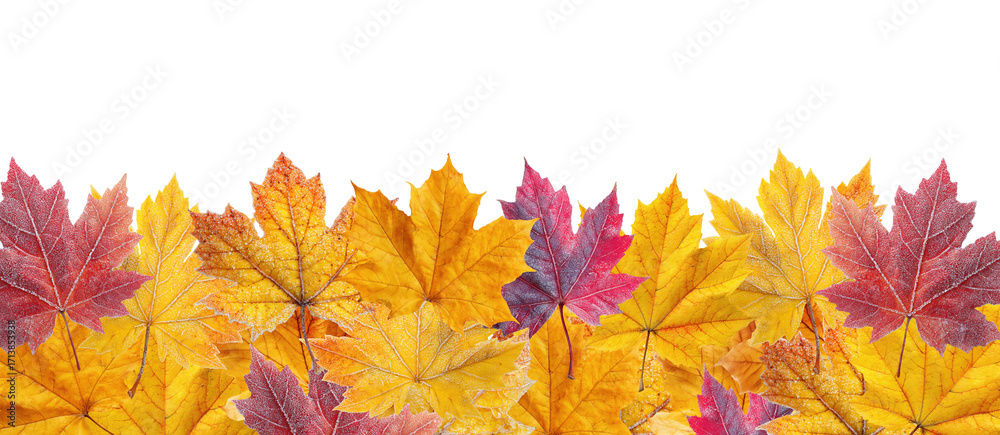 Wall mural colorful autumn maple leaves arranged in decorative border pattern, isolated on transparent backgrou