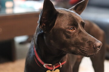 Close-up Portrait of a Black Dog indoors