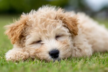 Cute puppy peacefully sleeping on green grass in a serene outdoor setting during late afternoon